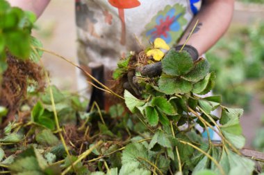 Çilek bitkiler grupta seçerek bir kadın. Tarım Sanayi kavramı