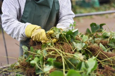 Çilek bitkiler grupta seçerek bir kadın. Tarım Sanayi kavramı