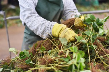 Çilek bitkiler grupta seçerek bir kadın. Tarım Sanayi kavramı