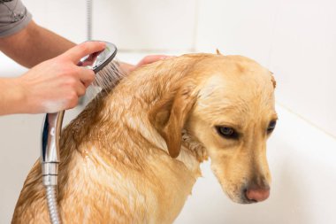 Labrador retriever banyo.