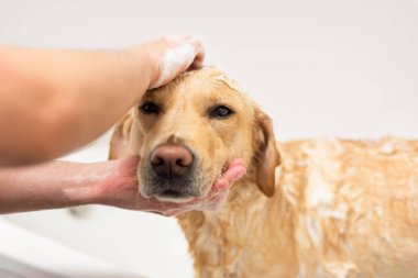 Labrador retriever banyo.