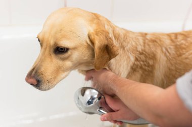 Labrador retriever banyo.
