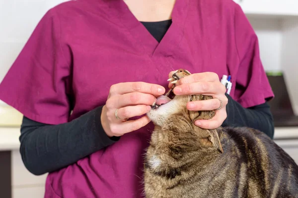 Bir kedi deworming için bir hap vererek Veteriner doktor