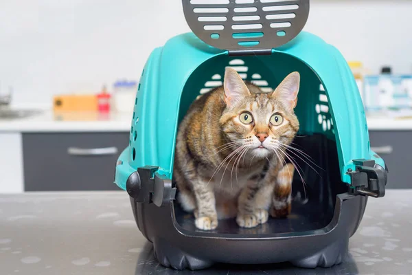 Cat Kennel Veterinary Clinic — Stock Photo, Image