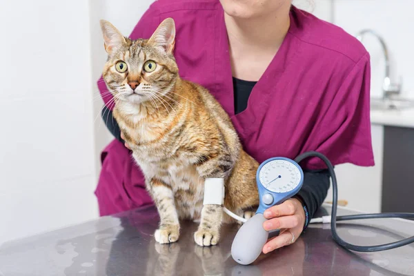 Veterinary Doctor Checking Blood Pressure Cat — Stock Photo, Image