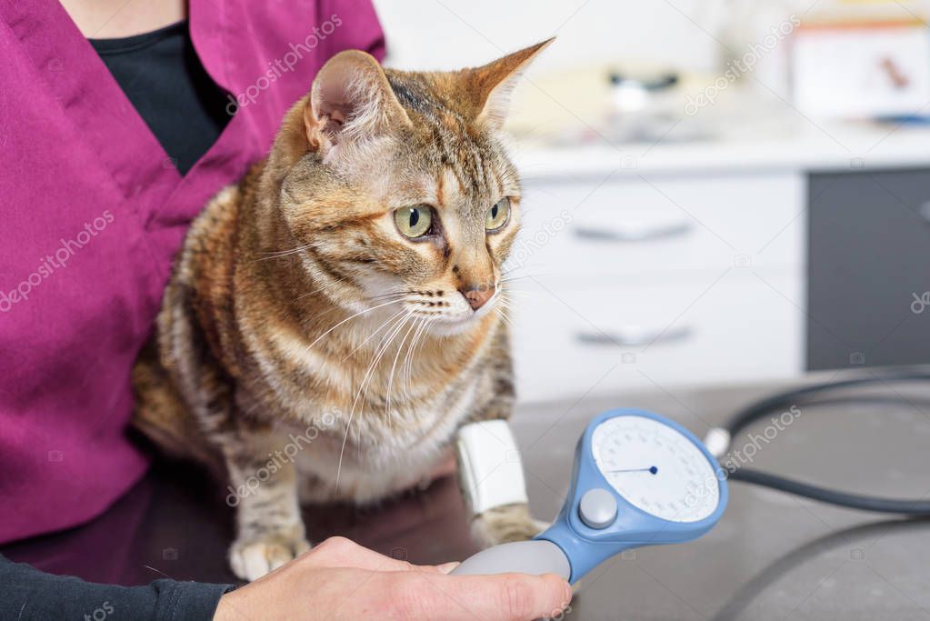 Veterinary doctor checking blood pressure of a cat