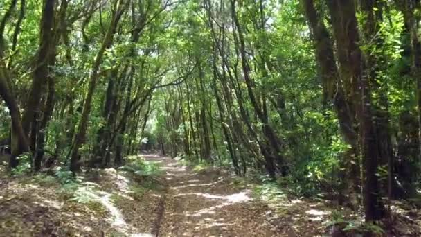 Caminando por la selva tropical en las islas Canarias . — Vídeos de Stock