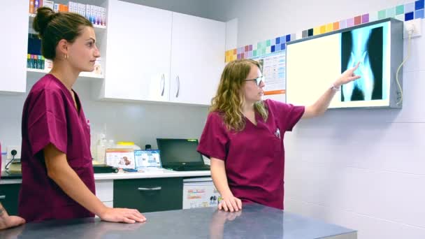 Veterinära team undersöker en hundar röntgen — Stockvideo
