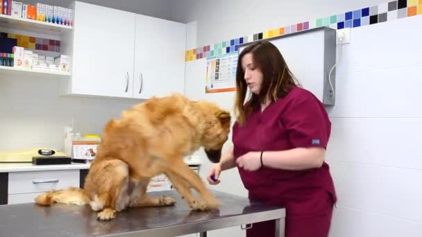 Женщина-ветеринар, использующая стетоскоп для осмотра милой собаки — стоковое видео