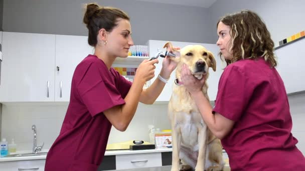 Слуховой осмотр собаки в ветеринарной клинике — стоковое видео