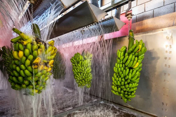 Bunches of banana hanging in a washing machine in food packaging industry .