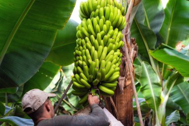 Tenerife, İspanya - 8 Ocak 2019: bir salkım muzu Tenerife, Kanarya Adaları, İspanya bir plantasyon içinde kesme işçi.
