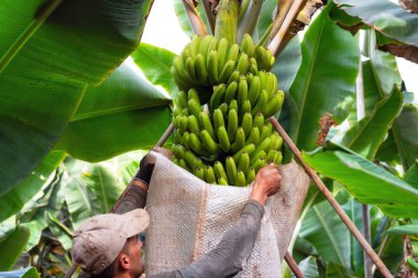 Tenerife, İspanya - 8 Ocak 2019: bir salkım muzu Tenerife, Kanarya Adaları, İspanya bir plantasyon içinde kesme işçi .