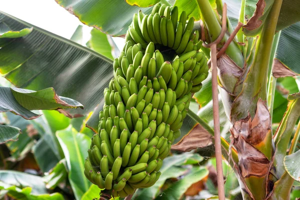 Banana bunch at the banana plantation — Stock Photo, Image