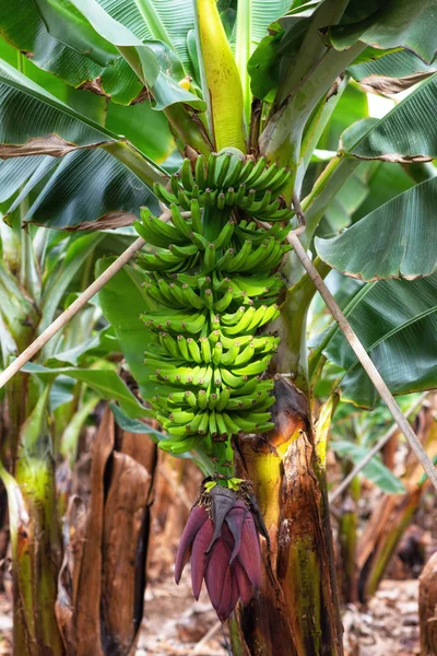 Banana bunch at the banana plantation — Stock Photo, Image