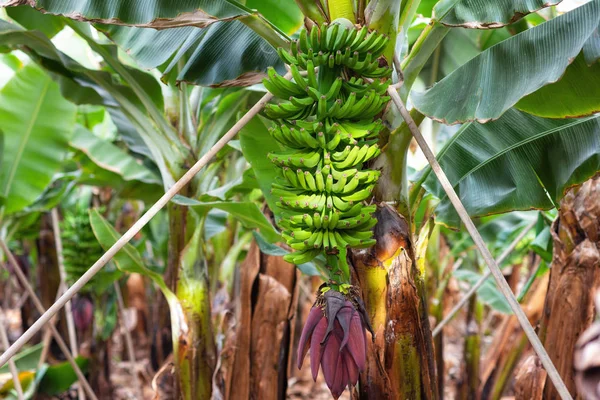 Banana bunch at the banana plantation — Stock Photo, Image