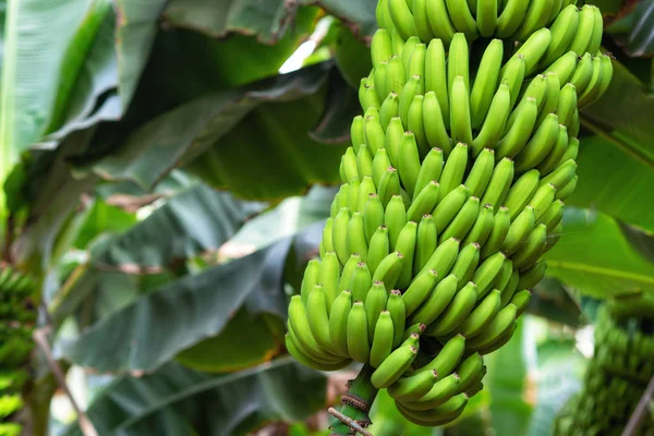 Banana bunch at the banana plantation — Stock Photo, Image