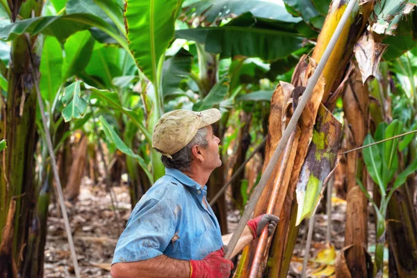 Tenerife, Spain - January 8, 2019: Workers cutting a bunch of bananas in a plantation in Tenerife, Canary islands, Spain. — Stock Photo, Image
