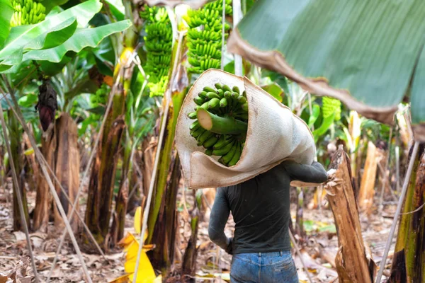 Farmer carrying green banana bunch on farm — Stock Photo, Image