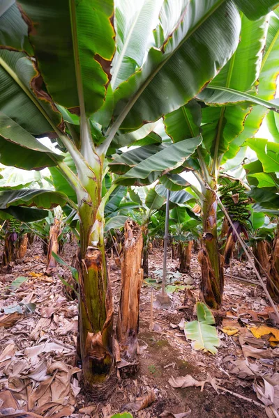 Banana plantation in Tenerife, Canary islands, Spain. — Stock Photo, Image