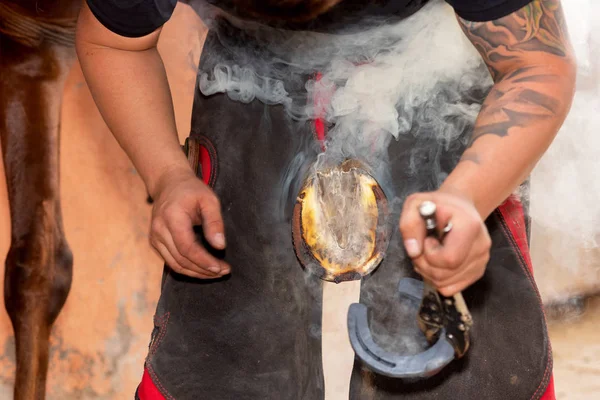 Farrier posizionando la scarpa calda sullo zoccolo dei cavalli . — Foto Stock