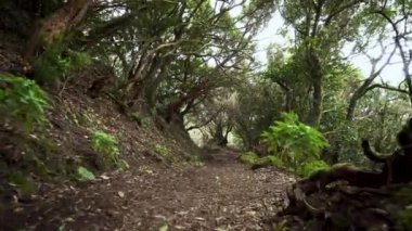 Yağmur ormanları orman yolu. Yağmur ormanlarında anaga dağlar, Tenerife, Kanarya Adaları, İspanya.