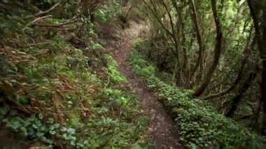 Yağmur ormanları orman yolu. Yağmur ormanlarında anaga dağlar, Tenerife, Kanarya Adaları, İspanya.