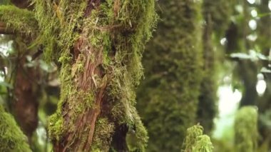 Yakın çekim. Laurel ağaç gövdesi tarafından yosun kaplı. Tenerife, Kanarya Adaları tropikal yağmur ormanlarında.