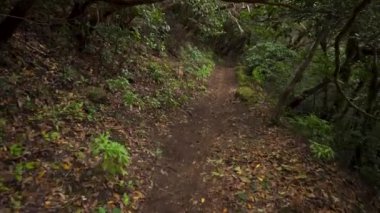 Yağmur ormanları orman yolu. Yağmur ormanlarında anaga dağlar, Tenerife, Kanarya Adaları, İspanya.