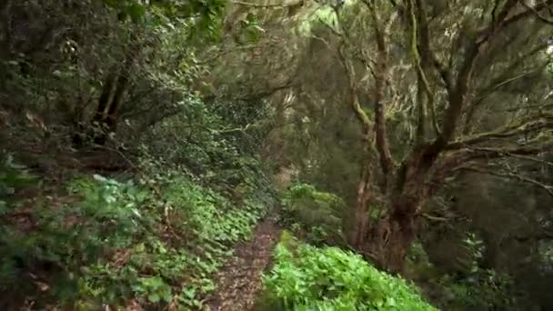 Rainforest jungle path. Rainforest in anaga mountains, Tenerife, Canary islands, Spain. — Stock Video