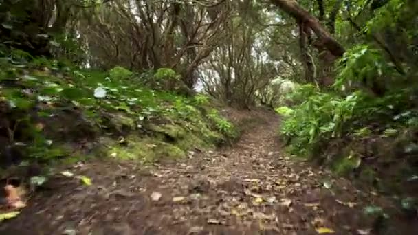 Rainforest jungle path. Rainforest in anaga mountains, Tenerife, Canary islands, Spain. — Stock Video