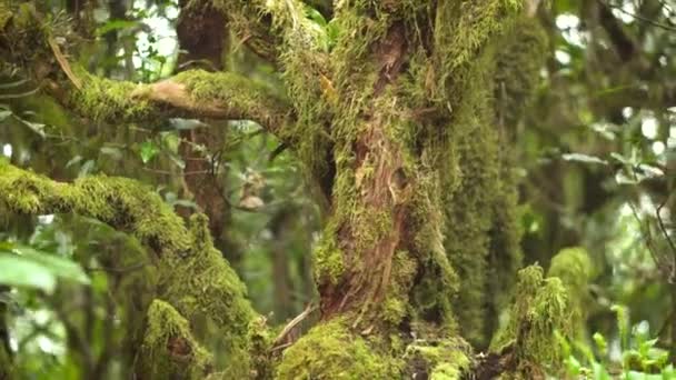Yakın çekim. Laurel ağaç gövdesi tarafından yosun kaplı. Tenerife, Kanarya Adaları tropikal yağmur ormanlarında. — Stok video