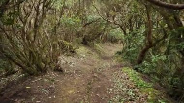 Yağmur ormanları orman yolu. Yağmur ormanlarında anaga dağlar, Tenerife, Kanarya Adaları, İspanya.
