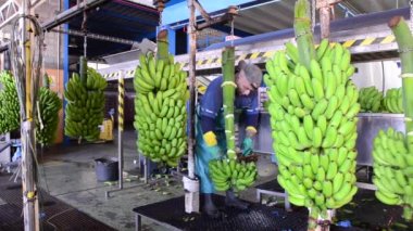 Tenerife, İspanya - 3 Ocak 2019: muz Ambalaj Sanayi yeşil muz dalları kesme işleci.