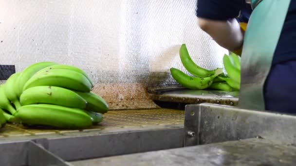 바나나 포장 업계에서 녹색 바나나 가지를 절단 하는 연산자. — 비디오