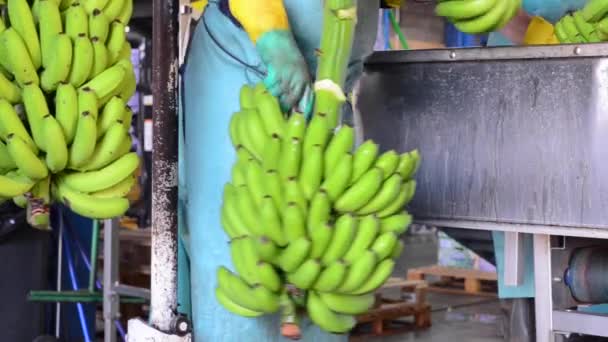 Operator cutting the green banana branches at banana packaging industry. — Stock Video