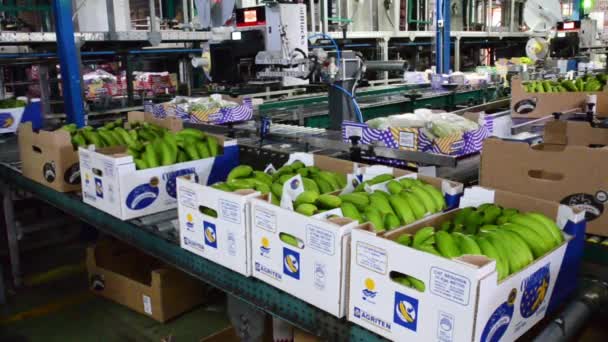 Tenerife, Espanha - 3 de janeiro de 2019: Correia transportadora na linha de embalagem de banana, indústria alimentícia . — Vídeo de Stock
