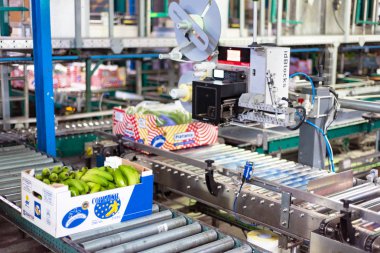 Tenerife, İspanya - 3 Ocak 2018: Konveyör bant muz fabrika ambalaj satırında Tenerife, Kanarya Adaları, İspanya.