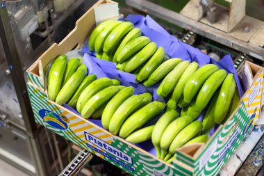 Tenerife, İspanya - 3 Ocak 2018: muz kutu paketleme hattı Tenerife, Kanarya Adaları, İspanya olgun yeşil muz dolu.