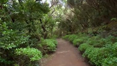 Yağmur ormanları orman yolu. Yağmur ormanlarında anaga dağlar, Tenerife, Kanarya Adaları, İspanya.