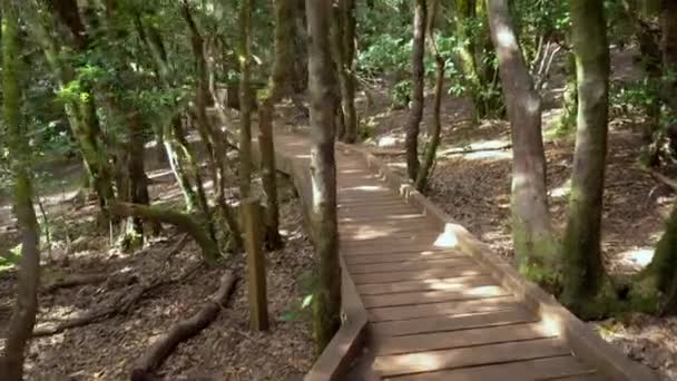 Wodden path in rainforest landscape in anaga mountains, Tenerife, Canary islands, Spain. — Stock Video