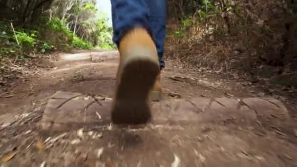 Alacsony, szög, kilátás a következő egy túrázó, séta az erdőben. — Stock videók