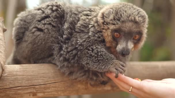 Feeding a cute monkey on a tree branch . — Stock Video