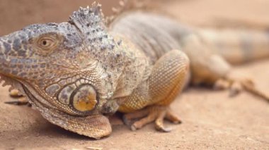 Bir turuncu Iguana kaçak manzara çekim yakın. Sinematik atış.