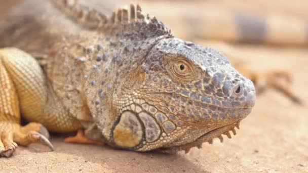 Primer plano de una iguana naranja en un paisaje desértico. Fotografía cinematográfica . — Vídeos de Stock