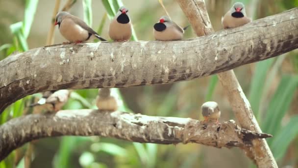 Malí roztomilí ptáci, ptáci na větvi. Pomalý pohyb klipu.
