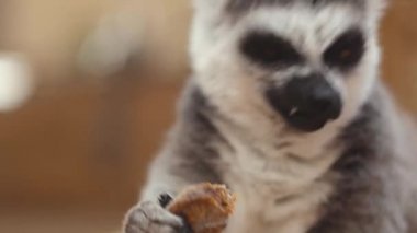 Komik yüzük kuyruklu lemur yemek, lemur catta. Sinematik 4k klibi yakın çekim.
