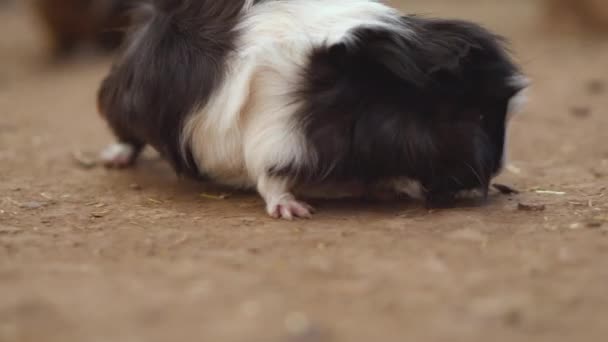 귀여운 기니 피그 Cavia 포르티 셀. 클로즈업 시네마 틱 4k 클립. — 비디오