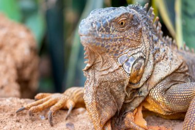 Kaçak manzara bir turuncu Iguana çekim yakın.
