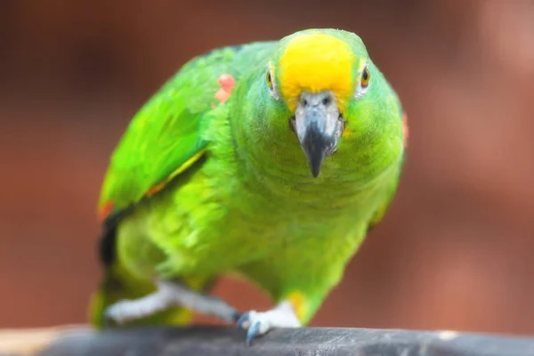Крупный план Желтокоронного амазонского попугая . — стоковое фото